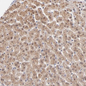 Anti-WSB1 antibody produced in rabbit Prestige Antibodies&#174; Powered by Atlas Antibodies, affinity isolated antibody, buffered aqueous glycerol solution