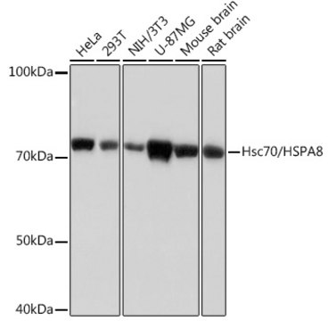 Anti-Hsc70/HSPA8 Antibody, clone 0J2Z9, Rabbit Monoclonal