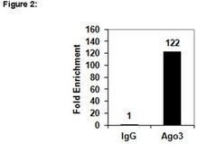 RIPAb+ Ago3 Antibody clone 4B1-F6, from mouse
