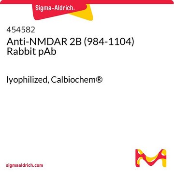 Anti-NMDAR 2B (984-1104) Rabbit pAb lyophilized, Calbiochem&#174;