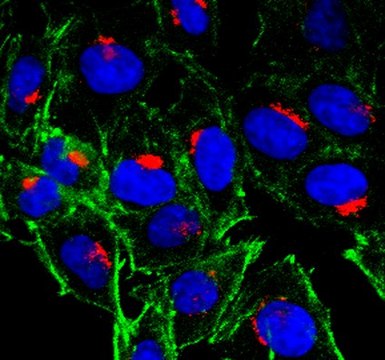 Anti-MPR300/IGF-2R/CD222 Antibody, clone 2C2 clone 2C2, from mouse