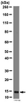 SUMO 2/3抗体 from rabbit, purified by affinity chromatography