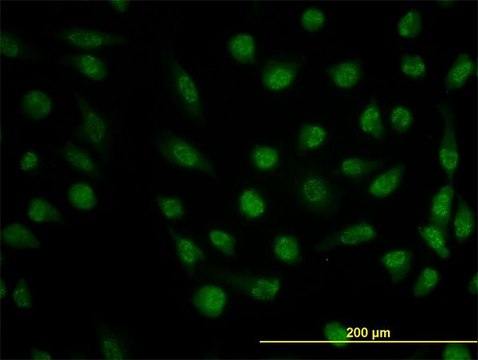 Monoclonal Anti-DHFR antibody produced in mouse clone 2B10, purified immunoglobulin, buffered aqueous solution