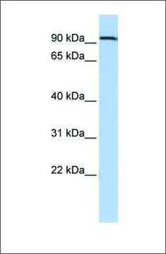 Anti-AHRR antibody produced in rabbit affinity isolated antibody