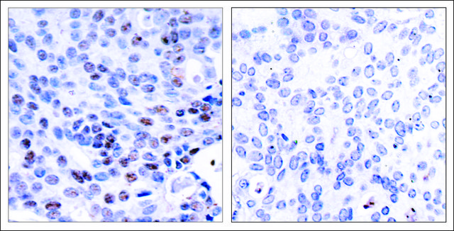 Anti-NFKB1 (Ab-337) antibody produced in rabbit affinity isolated antibody