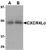 Anti-CXCR4-Lo antibody produced in rabbit purified immunoglobulin (IgG)