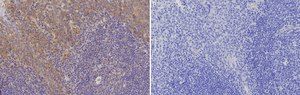 Anti-Properdin/CFP Antibody, clone 1K9 ZooMAb® Rabbit Monoclonal recombinant, expressed in HEK 293 cells