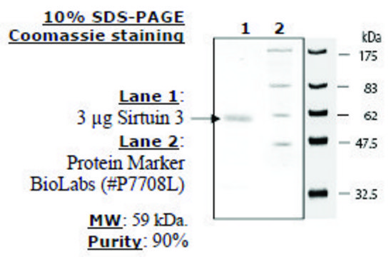 Sirtuin 3 human recombinant, expressed in E. coli, &#8805;70% (SDS-PAGE)