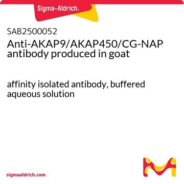 Anti-AKAP9/AKAP450/CG-NAP antibody produced in goat affinity isolated antibody, buffered aqueous solution