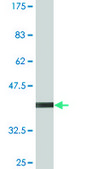 Monoclonal Anti-RNF182, (N-terminal) antibody produced in mouse clone 2D8, purified immunoglobulin, buffered aqueous solution