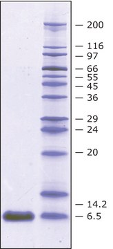 抑肽酶 牛 recombinant, expressed in Nicotiana (tobacco), &#8805;5&#160;TIU/mg protein, &#8805;98% (SDS-PAGE)