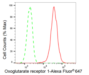 KD-Validated Anti Oxoglutarate receptor 1 Antibody, clone 23GB4575, Rabbit Monoclonal clone 23GB4575, recombinant rabbit monoclonal, expressed in HEK293 cells