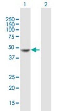 Anti-MPI antibody produced in mouse purified immunoglobulin, buffered aqueous solution