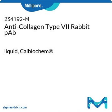 Anti-Collagen Type VII Rabbit pAb liquid, Calbiochem&#174;