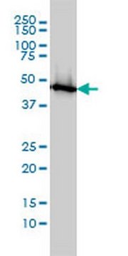 Anti-ENO1 Mouse mAb (8G8) liquid, clone 8G8, Calbiochem&#174;