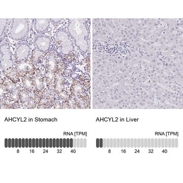 Anti-AHCYL2 antibody produced in rabbit Prestige Antibodies&#174; Powered by Atlas Antibodies, affinity isolated antibody, buffered aqueous glycerol solution