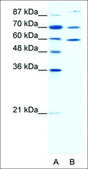 Anti-HSP90AB1 antibody produced in rabbit IgG fraction of antiserum
