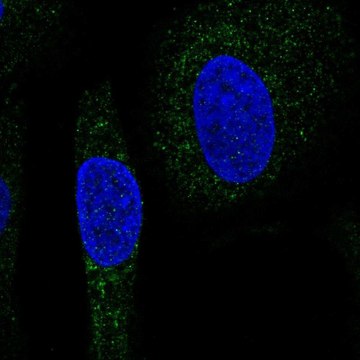 Anti-SNX24 antibody produced in rabbit Prestige Antibodies&#174; Powered by Atlas Antibodies, affinity isolated antibody