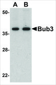 Anti-Bub3 antibody produced in rabbit affinity isolated antibody, buffered aqueous solution