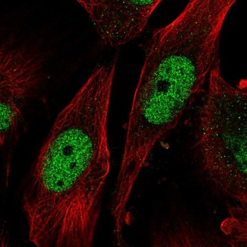 Anti-SAP30 antibody produced in rabbit Prestige Antibodies&#174; Powered by Atlas Antibodies, affinity isolated antibody