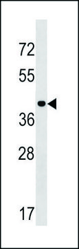 ANTI-PPIL5 (CENTER) antibody produced in rabbit IgG fraction of antiserum, buffered aqueous solution