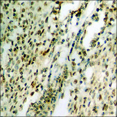 Anti-phospho-STAT1 (pSer727) antibody produced in rabbit affinity isolated antibody