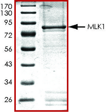 MLK1 (1-433), active, GST tagged human PRECISIO&#174; Kinase, recombinant, expressed in baculovirus infected Sf9 cells, &#8805;70% (SDS-PAGE), buffered aqueous glycerol solution