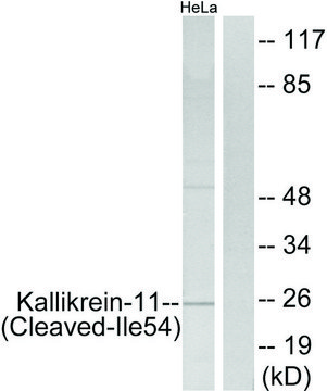 Anti-Kallikrein-11 (Cleaved-Ile54) antibody produced in rabbit affinity isolated antibody