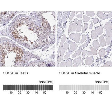 Anti-CDC20 antibody produced in rabbit Prestige Antibodies&#174; Powered by Atlas Antibodies, affinity isolated antibody, buffered aqueous glycerol solution