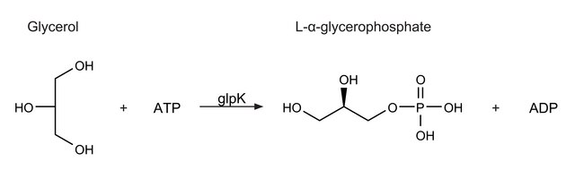 Glycerokinase from Escherichia coli 300-600&#160;units/mL, ammonium sulfate suspension