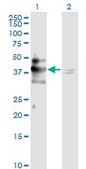 Monoclonal Anti-MAPK3, (C-terminal) antibody produced in mouse clone 1B1, purified immunoglobulin, buffered aqueous solution