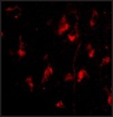 Anti-ATG12 (ab1) antibody produced in rabbit affinity isolated antibody, buffered aqueous solution