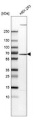 Anti-EDC3 antibody produced in rabbit Prestige Antibodies® Powered by Atlas Antibodies, affinity isolated antibody