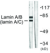 Anti-Lamin A antibody produced in rabbit affinity isolated antibody