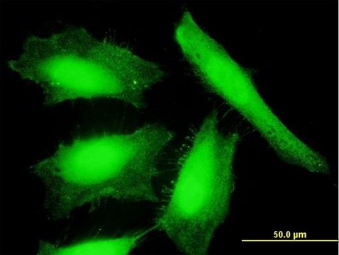 Anti-NXN antibody produced in mouse IgG fraction of antiserum, buffered aqueous solution