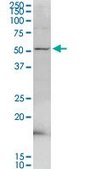Anti-PDE9A antibody produced in rabbit purified immunoglobulin, buffered aqueous solution