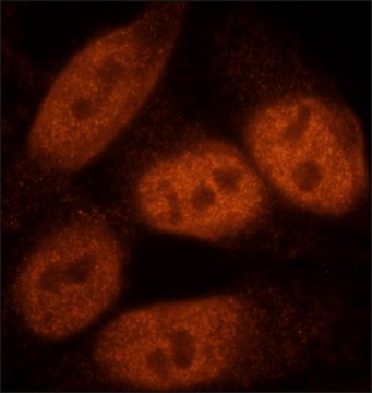 Anti-BCOR antibody, Mouse monoclonal clone BR-4, purified from hybridoma cell culture