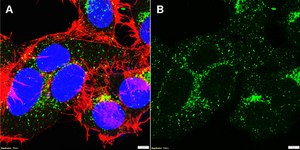 Anti-LNPEP/IRAP Antibody, clone 1G23 ZooMAb® Rabbit Monoclonal recombinant, expressed in HEK 293 cells