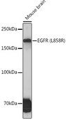 Anti-EGFR (L858R) Antibody, clone 1J5C6, Rabbit Monoclonal