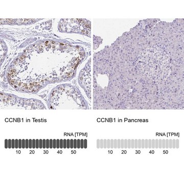 Anti-CCNB1 antibody produced in rabbit Prestige Antibodies&#174; Powered by Atlas Antibodies, affinity isolated antibody