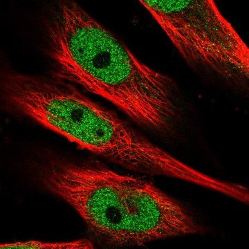 Anti-MAML1 antibody produced in rabbit Prestige Antibodies&#174; Powered by Atlas Antibodies, affinity isolated antibody