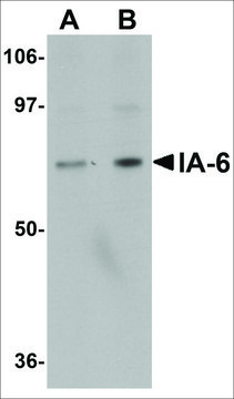 Anti-IA-6 antibody produced in rabbit affinity isolated antibody, buffered aqueous solution