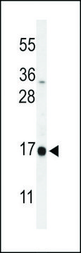 ANTI-DAZAP2(C-TERMINAL) antibody produced in rabbit affinity isolated antibody, buffered aqueous solution