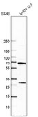 Anti-ATAD3A antibody produced in rabbit Prestige Antibodies® Powered by Atlas Antibodies, affinity isolated antibody