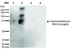 Monoclonal Anti-Malondialdehyde-Horseradish Peroxidase antibody produced in mouse clone 6H6
