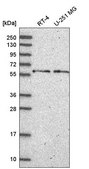Anti-NELFCD antibody produced in rabbit Prestige Antibodies® Powered by Atlas Antibodies, affinity isolated antibody