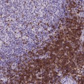 Monoclonal Anti-CD3E antibody produced in mouse Prestige Antibodies® Powered by Atlas Antibodies, clone CL1466, purified immunoglobulin, buffered aqueous glycerol solution