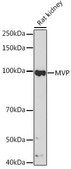 Anti-MVP antibody produced in rabbit