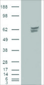 Anti-CACNB4, C-Terminal antibody produced in goat affinity isolated antibody, buffered aqueous solution