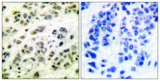 Anti-MYC antibody produced in rabbit affinity isolated antibody